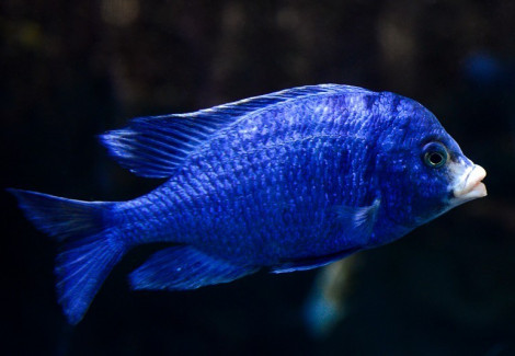 Placidochromis Phenochilus Mdoka White Lips 4-5Cm