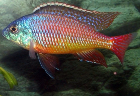 Protomelas Taeniolatus 5-6Cm