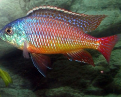 Protomelas Taeniolatus Red Empress 3-3,5Cm