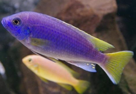 Pseudotropheus Acei 10-11