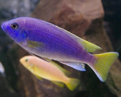 Pseudotropheus Acei 3Cm