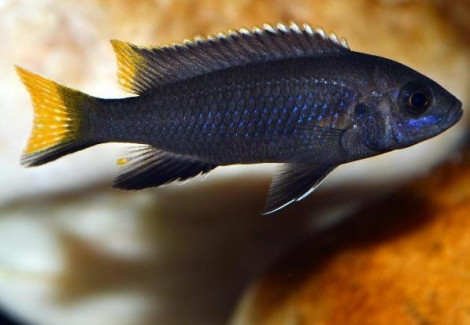 Pseudotropheus Acei Black 4-5Cm