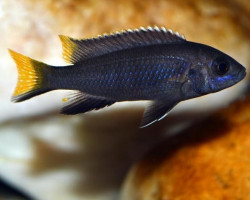 Pseudotropheus Acei Black 5-7