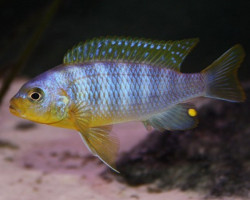 Pseudotropheus Aurora 4-5Cm