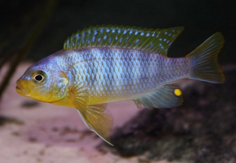 Pseudotropheus Aurora 4-5Cm