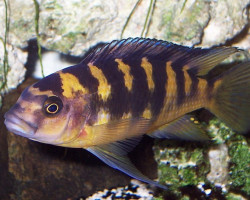 Pseudotropheus Cameleo 10-11