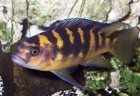 Pseudotropheus Cameleo 10-11