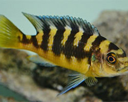 Pseudotropheus Crabro Gold 4