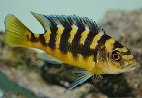 Pseudotropheus Crabro Gold 4