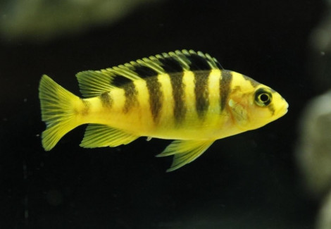 Pseudotropheus Crabro Nakantenga 5-6