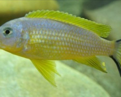 Pseudotropheus Daktari 4-5Cm