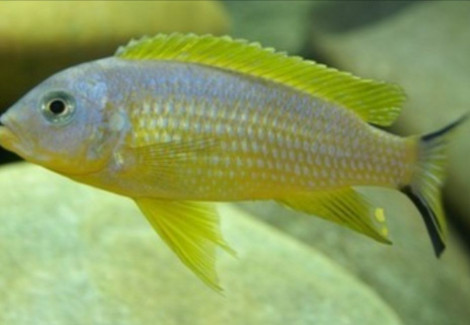 Pseudotropheus Daktari 4-5Cm