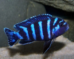 Pseudotropheus Demasoni 2,5-2,8Cm