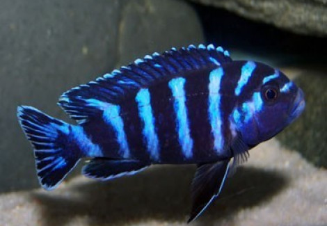 Pseudotropheus Demasoni 2,5-2,8Cm