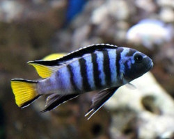 Pseudotropheus Elongatus 3Cm