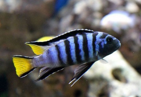 Pseudotropheus Elongatus 3Cm