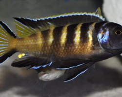 Pseudotropheus Elongatus Chailosi 4Cm