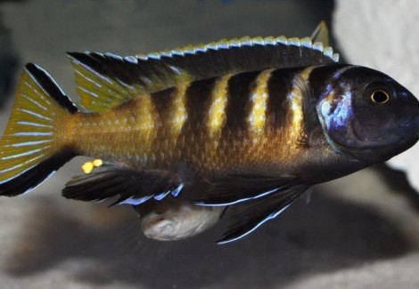 Pseudotropheus Elongatus Chailosi 4Cm