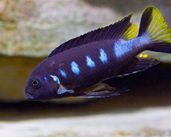 Pseudotropheus Elongatus Chewere 4Cm