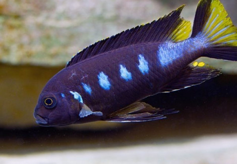 Pseudotropheus Elongatus Chewere 4Cm