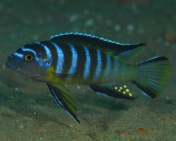 Pseudotropheus Elongatus Masimbwe 3-4Cm