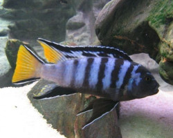 Pseudotropheus Elongatus Mpanga 4-5Cm