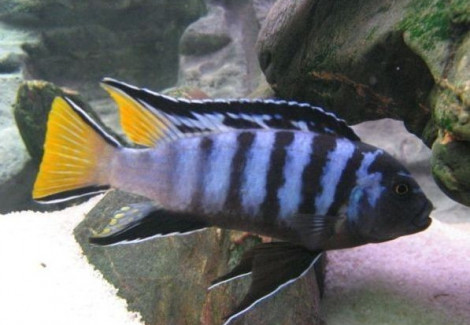 Pseudotropheus Elongatus Mpanga 4-5Cm