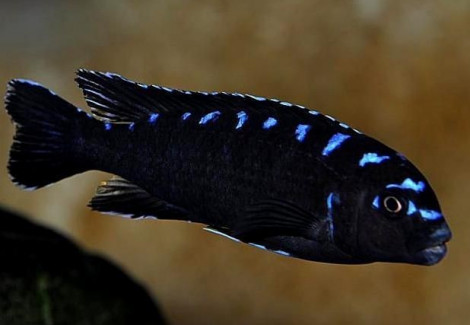 Pseudotropheus Elongatus Neon Spot 3Cm