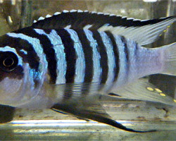 Pseudotropheus Fainzilberi 6-7