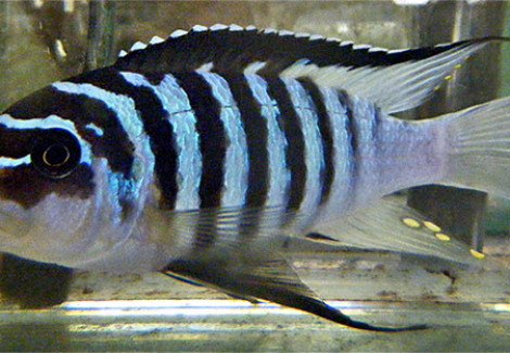 Pseudotropheus Fainzilberi 6-7