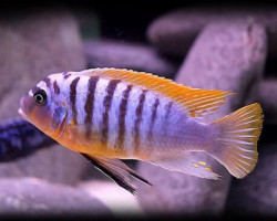 Pseudotropheus Fainzilberi Red 4