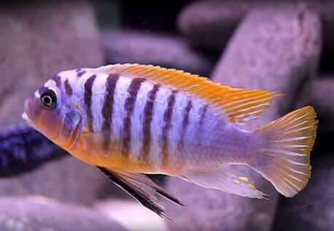 Pseudotropheus Fainzilberi Red 4