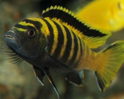 Pseudotropheus Flavus 3-3,5Cm