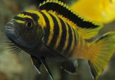 Pseudotropheus Flavus 3-3,5Cm