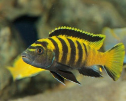 Pseudotropheus Flavus 5-6