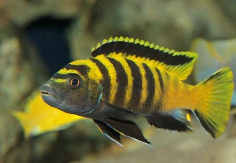 Pseudotropheus Flavus F1 4