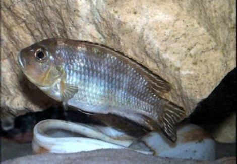 Pseudotropheus Lanisticola 5,5-7