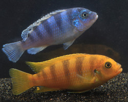 Pseudotropheus Lombardoi 3,5-4Cm