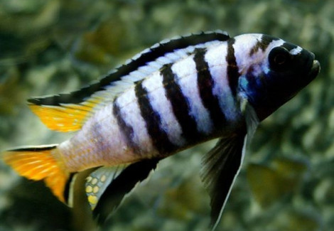 Pseudotropheus Mpanga 4-5Cm