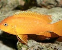 Pseudotropheus Msobo Magunga Orange 3,5-4Cm