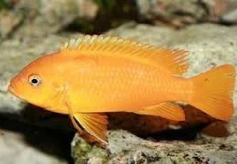 Pseudotropheus Msobo Magunga Orange 3,5-4Cm