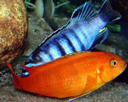 Pseudotropheus Saulosi Coral Red 4-5Cm