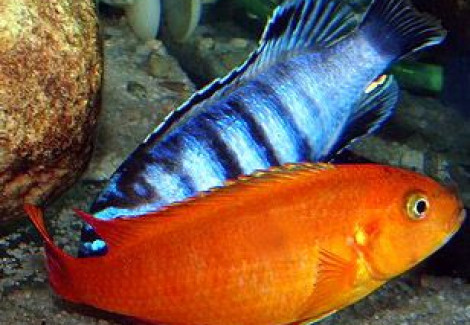 Pseudotropheus Saulosi Coral Red 5-6Cm