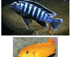 Pseudotropheus Saulosi Xl