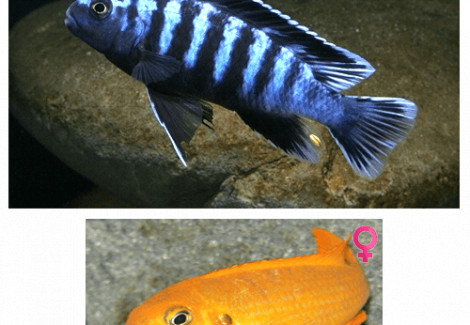 Pseudotropheus Saulosi Xl