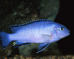 Pseudotropheus Socolofi 3Cm