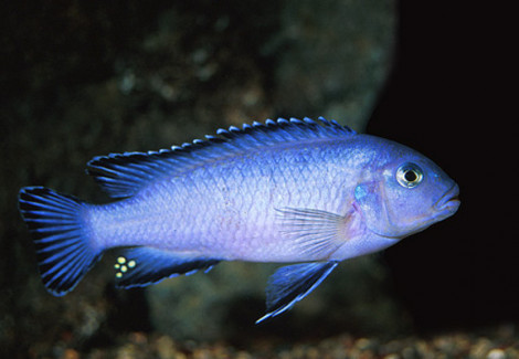 Pseudotropheus Socolofi 4-5Cm