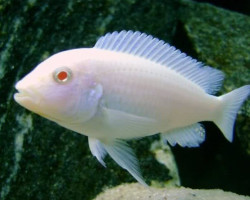 Pseudotropheus Socolofi Albin 3