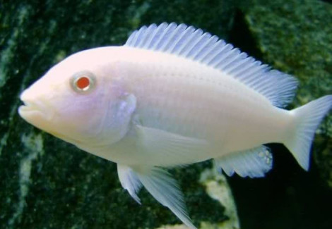 Pseudotropheus Socolofi Albin 3