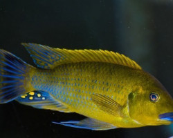 Pseudotropheus Williamsi Blue Lips 3-3,5Cm